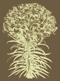 Lilies 3 -  Botanical Series - McGaw Graphics