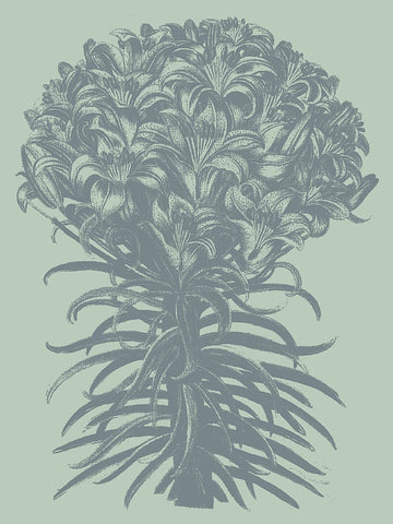 Lilies 8 -  Botanical Series - McGaw Graphics