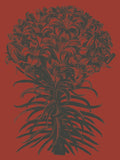Lilies 9 -  Botanical Series - McGaw Graphics