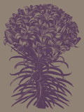 Lilies 14 -  Botanical Series - McGaw Graphics