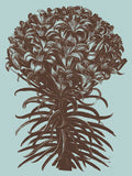 Lilies 18 -  Botanical Series - McGaw Graphics