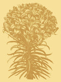 Lilies 19 -  Botanical Series - McGaw Graphics