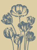 Tulip 1 -  Botanical Series - McGaw Graphics