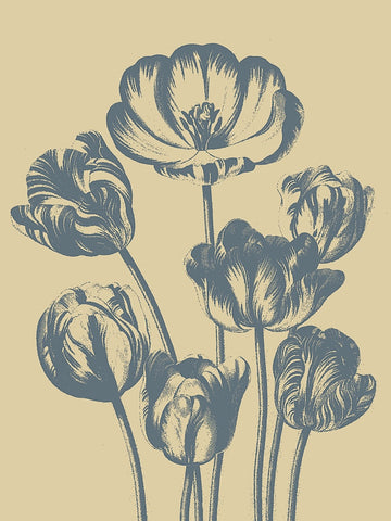 Tulip 1 -  Botanical Series - McGaw Graphics