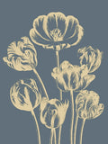 Tulip 2 -  Botanical Series - McGaw Graphics