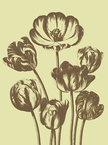 Tulip 3 -  Botanical Series - McGaw Graphics