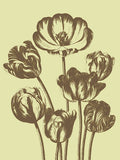 Tulip 3 -  Botanical Series - McGaw Graphics
