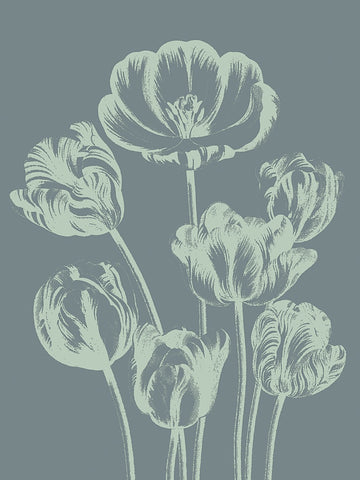 Tulip 7 -  Botanical Series - McGaw Graphics
