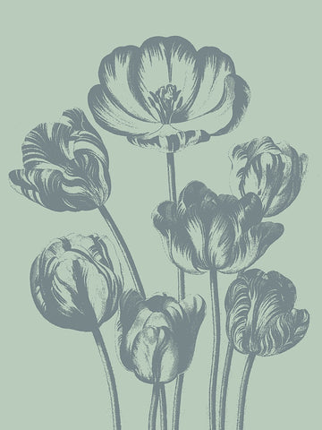 Tulip 8 -  Botanical Series - McGaw Graphics