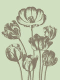 Tulip 11 -  Botanical Series - McGaw Graphics