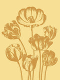 Tulip 19 -  Botanical Series - McGaw Graphics