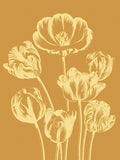 Tulip 20 -  Botanical Series - McGaw Graphics