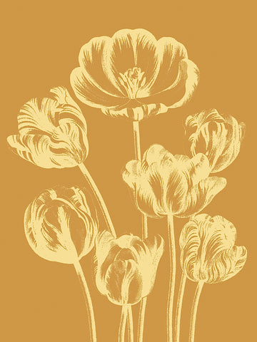Tulip 20 -  Botanical Series - McGaw Graphics