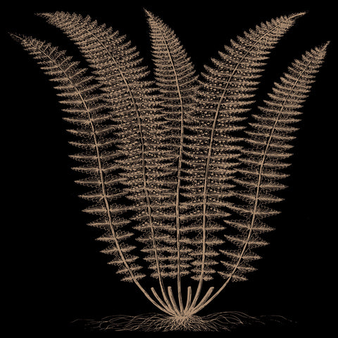 Fern (on black) -  Botanical Series - McGaw Graphics