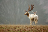 Fallow Love -  Mark Bridger - McGaw Graphics