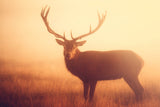 Yellow -  Mark Bridger - McGaw Graphics