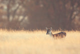 Small One -  Mark Bridger - McGaw Graphics