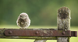 Fuzzball -  Mark Bridger - McGaw Graphics