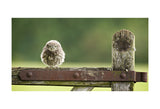 Fuzzball -  Mark Bridger - McGaw Graphics