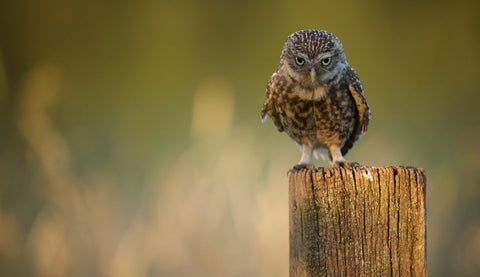 Look Into My Eyes -  Mark Bridger - McGaw Graphics