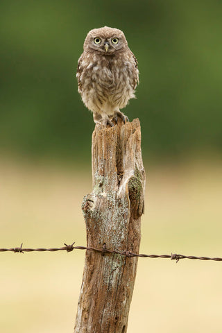 Wasn’t Me! -  Mark Bridger - McGaw Graphics