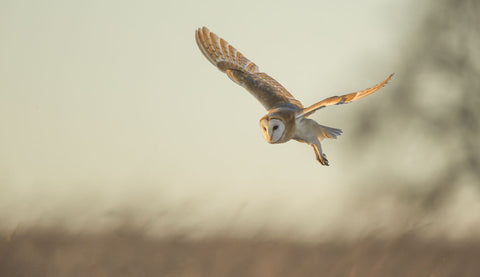 Soft Light -  Mark Bridger - McGaw Graphics