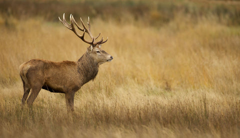 Deerscape -  Mark Bridger - McGaw Graphics