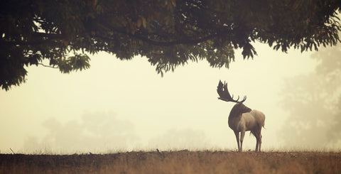 Look Back -  Mark Bridger - McGaw Graphics