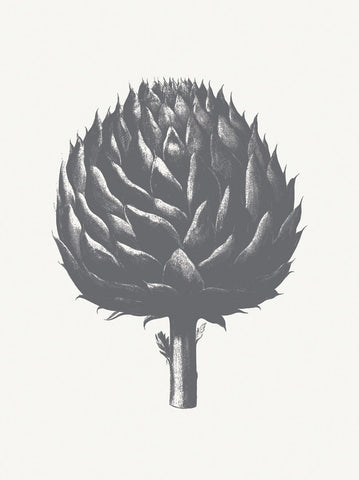 Artichoke (Ivory & Gray) -  Botanical Series - McGaw Graphics