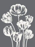 Tulips (Gray & Ivory) -  Botanical Series - McGaw Graphics