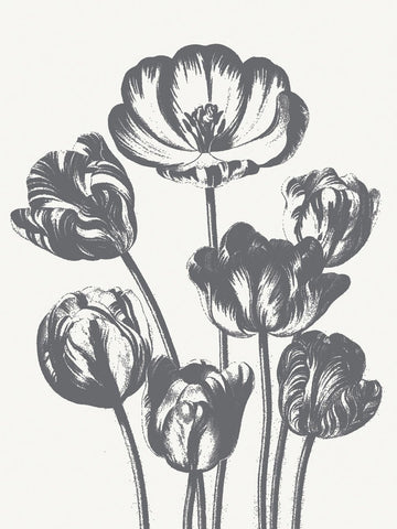 Tulips (Ivory & Gray) -  Botanical Series - McGaw Graphics