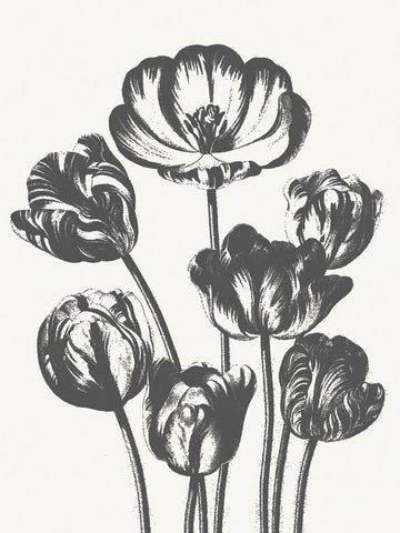 Tulips (Ivory & Ink) -  Botanical Series - McGaw Graphics