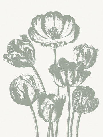 Tulips (Ivory & Sage)