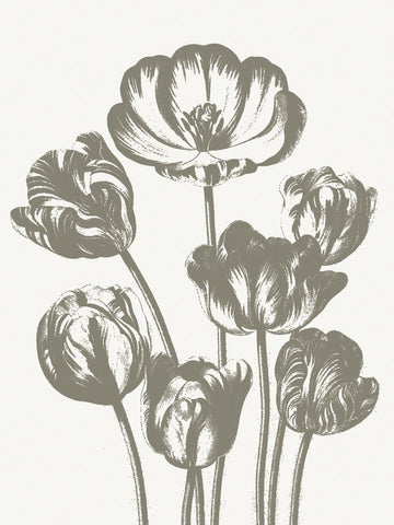 Tulips (Ivory & Burlap) -  Botanical Series - McGaw Graphics