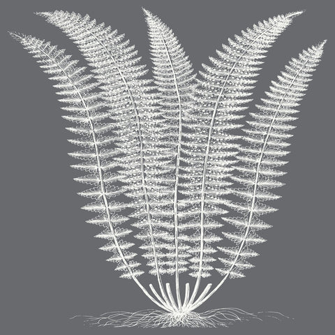 Fern (Gray & Ivory) -  Botanical Series - McGaw Graphics