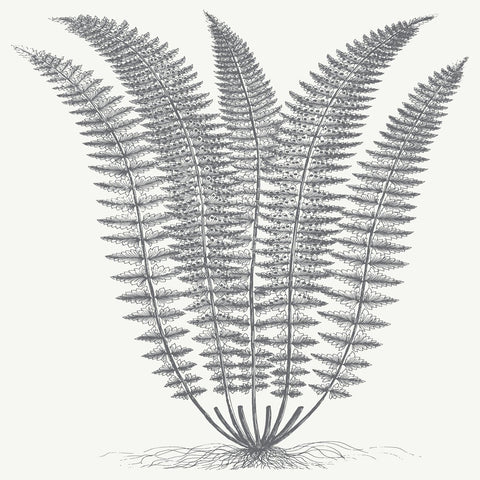 Fern (Ivory & Gray) -  Botanical Series - McGaw Graphics