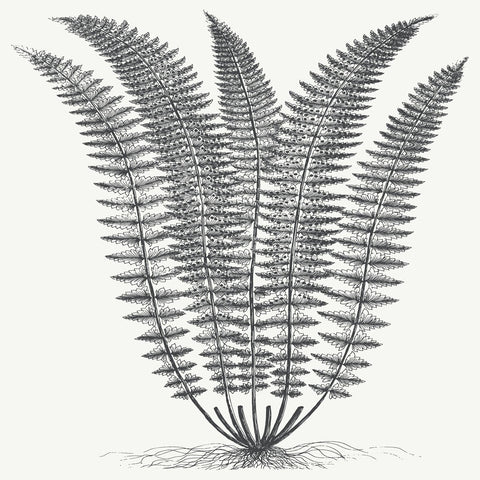Fern (Ivory & Ink) -  Botanical Series - McGaw Graphics