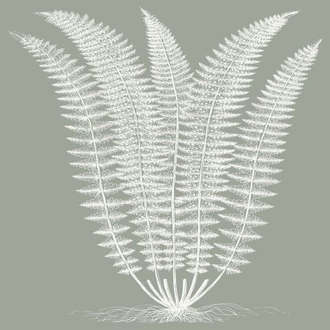 Fern (Sage & Ivory) -  Botanical Series - McGaw Graphics