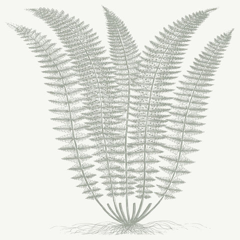 Fern (Ivory & Sage) -  Botanical Series - McGaw Graphics