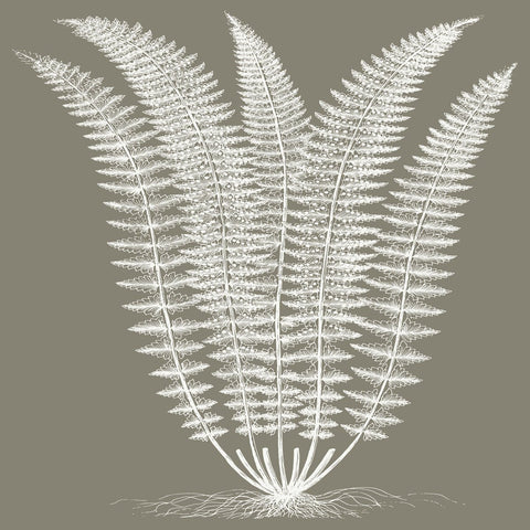 Fern (Burlap & Ivory) -  Botanical Series - McGaw Graphics