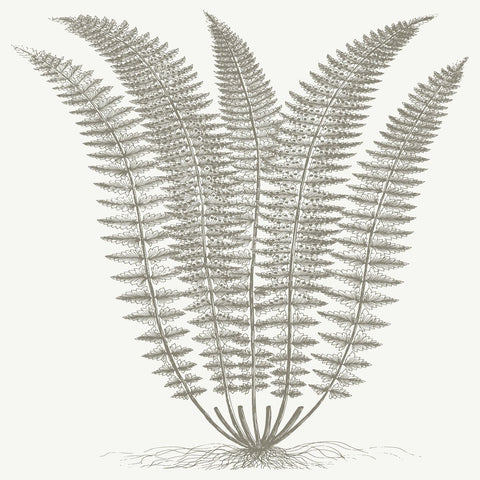 Fern (Ivory & Burlap) -  Botanical Series - McGaw Graphics