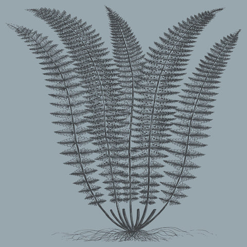 Fern (Slate & Ink)