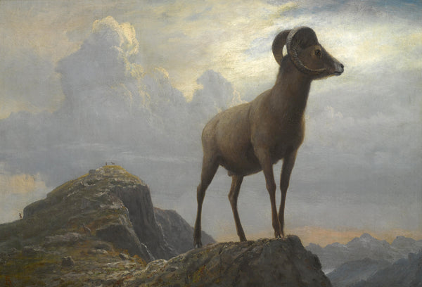 Study of a Bighorn Ram | McGaw Graphics