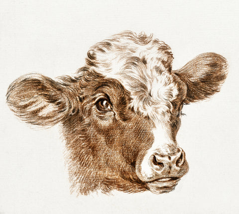 Head of a Cow -  Jean Bernard - McGaw Graphics