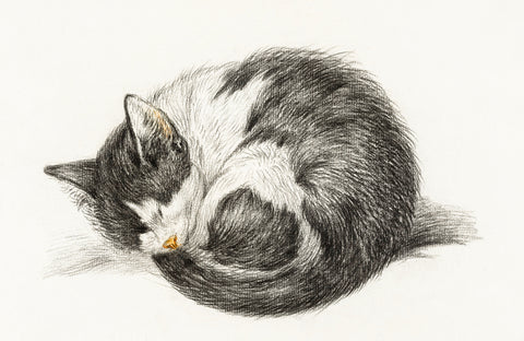 Rolled Up Lying Sleeping Cat, 1825 -  Jean Bernard - McGaw Graphics