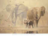 African Elephants and Namaqua Doves -  Ian Coleman - McGaw Graphics
