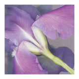 Parfum -  Erin Clark - McGaw Graphics