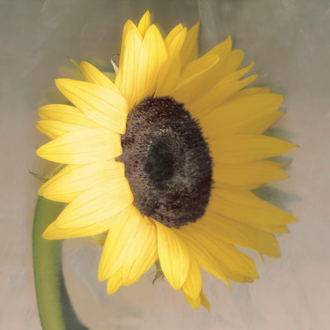 Sunflower -  Erin Clark - McGaw Graphics