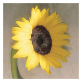 Sunflower -  Erin Clark - McGaw Graphics