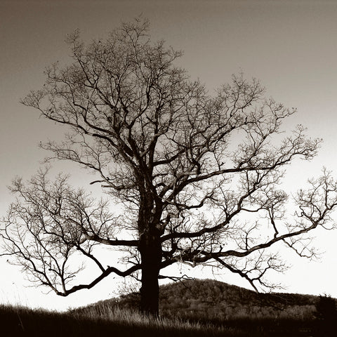 Solemn Tree -  Erin Clark - McGaw Graphics